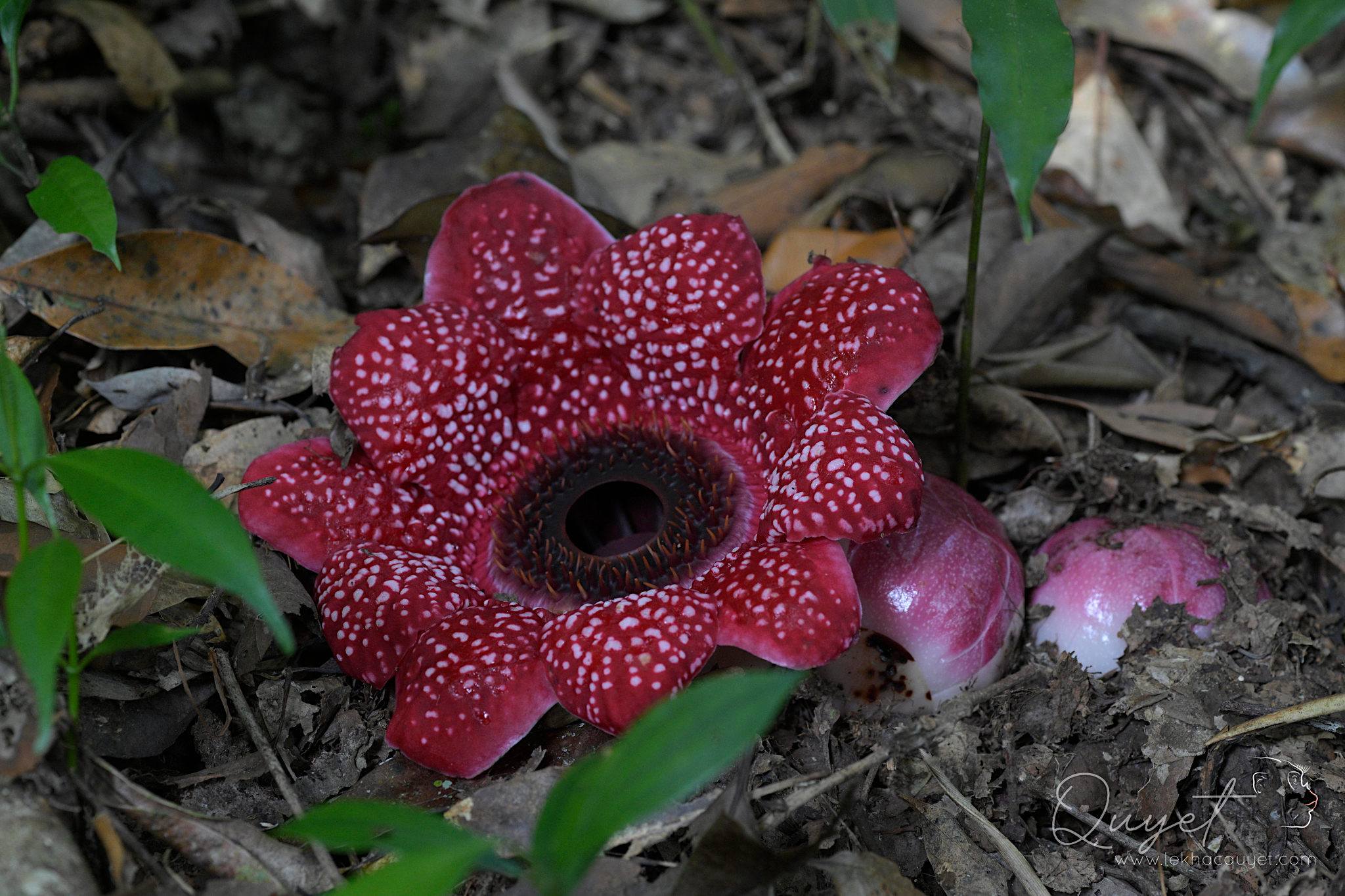 Sapria himalayana (Sapria himalayana)