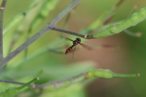 Unknown species found near Lake Wales, FL 33853, USA