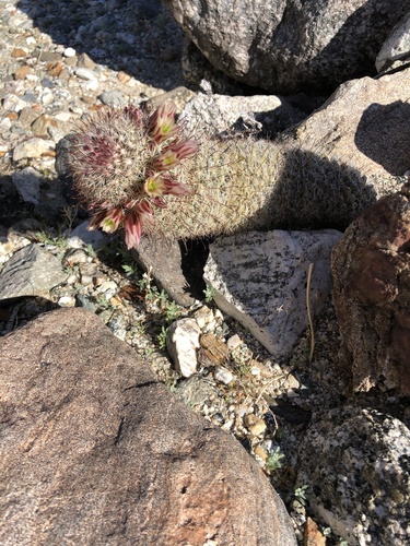 iNaturalist observation photo of Peninsular fishhook cactus