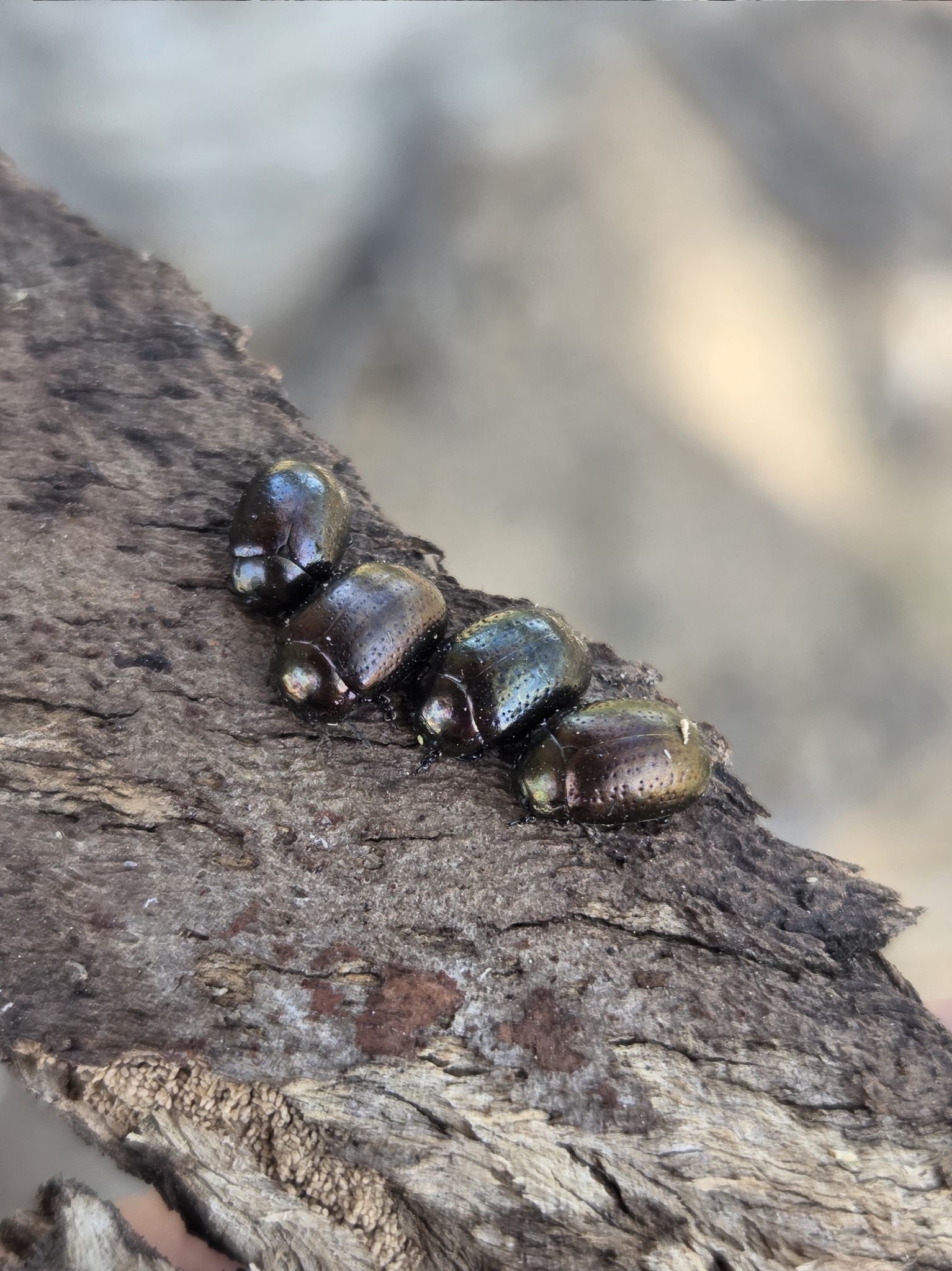 Chrysolina hyperici