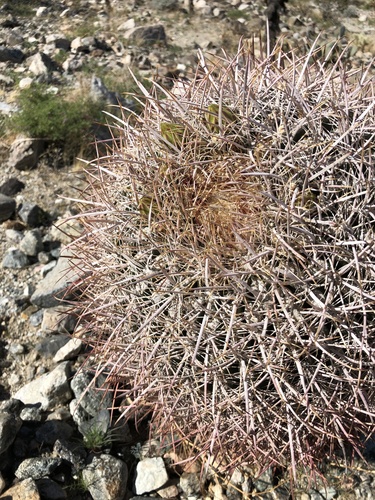 iNaturalist observation photo of California Barrel Cactus