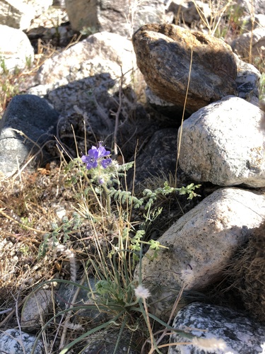 iNaturalist observation photo of distant phacelia
