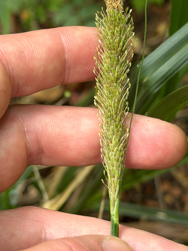 Carex phleoides observed 2026-01-11