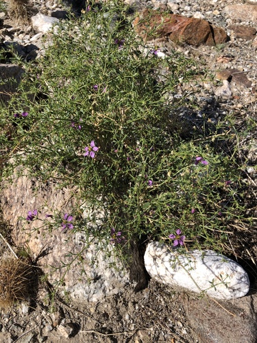 iNaturalist observation photo of California fagonbush