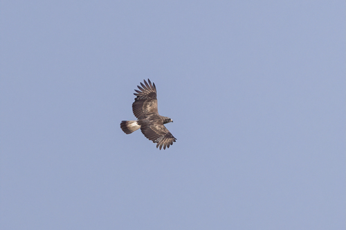 Western Banded Snake-Eagle