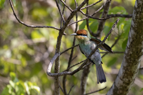 Böhm's Bee-eater