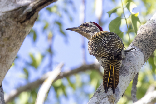 iNaturalist image