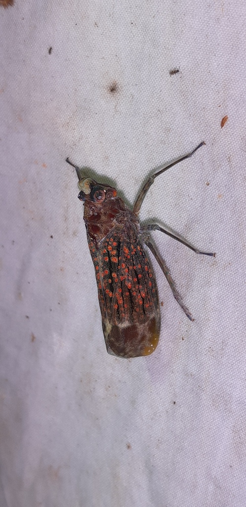 Enchophora antoinei