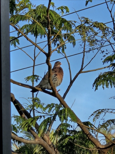 Red-billed Pigeon (Patagioenas flavirostris), photo 4