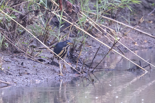 Dwarf Bittern