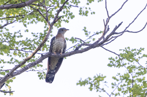 Red-chested Cuckoo