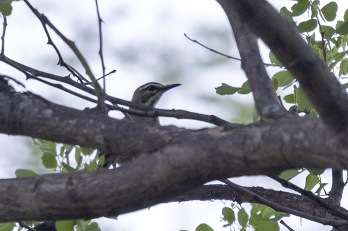 Bearded Scrub-Robin