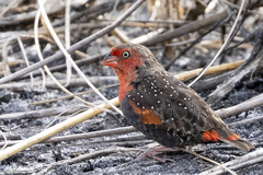 Locust Finch photo 1