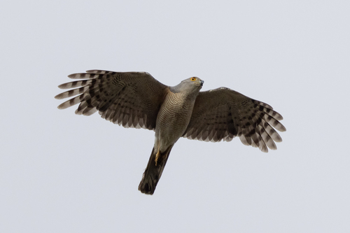 Southern African Goshawk