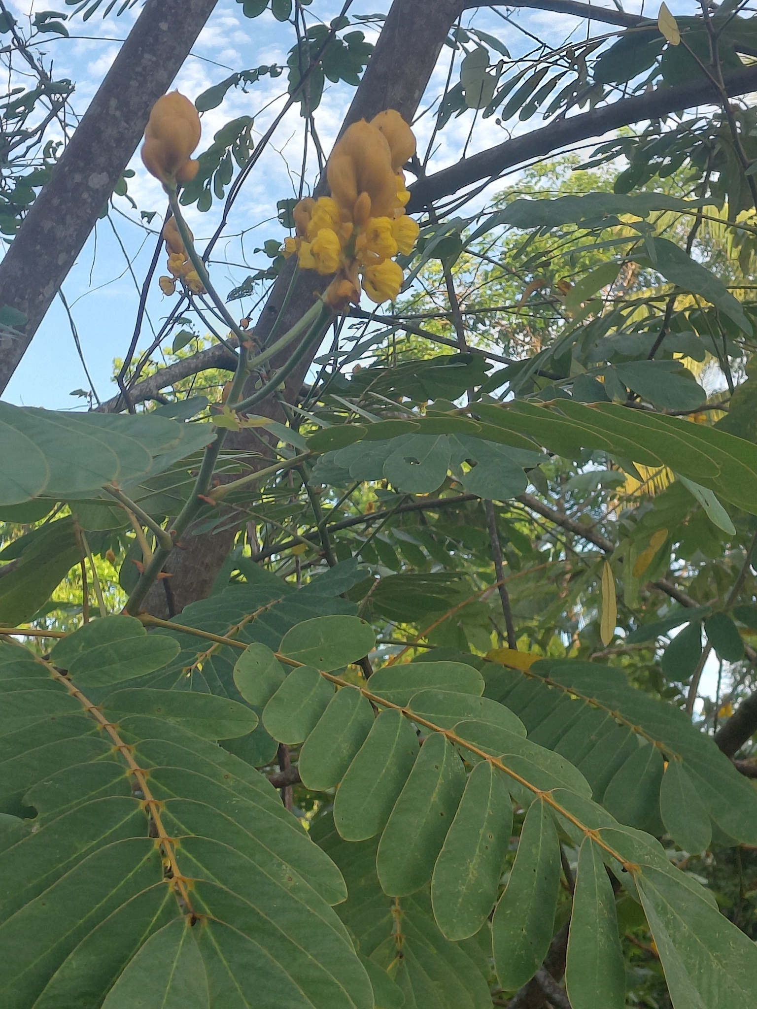 Senna Reticulata (Senna reticulata)