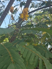 Senna reticulata (Senna reticulata)