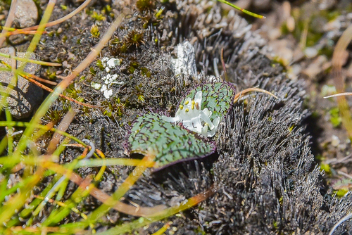 Alpine Hedgehog Lily