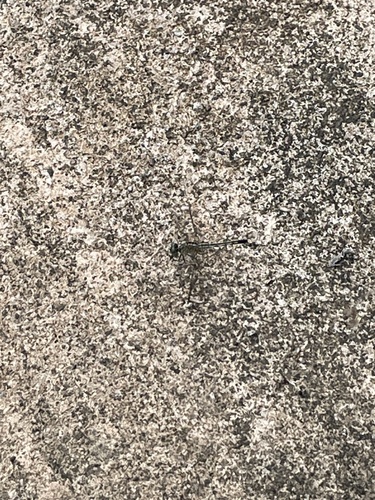 Diplacodes trivialis