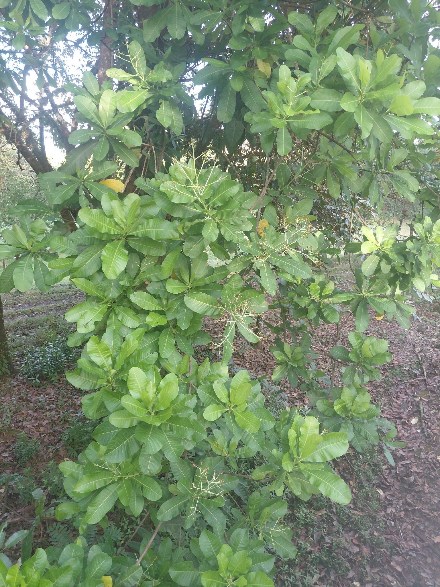 Wild Cashew (Anacardium excelsum)