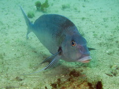 Nemadactylus douglasii