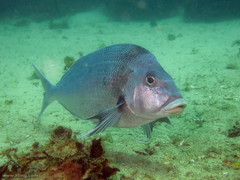 Nemadactylus douglasii