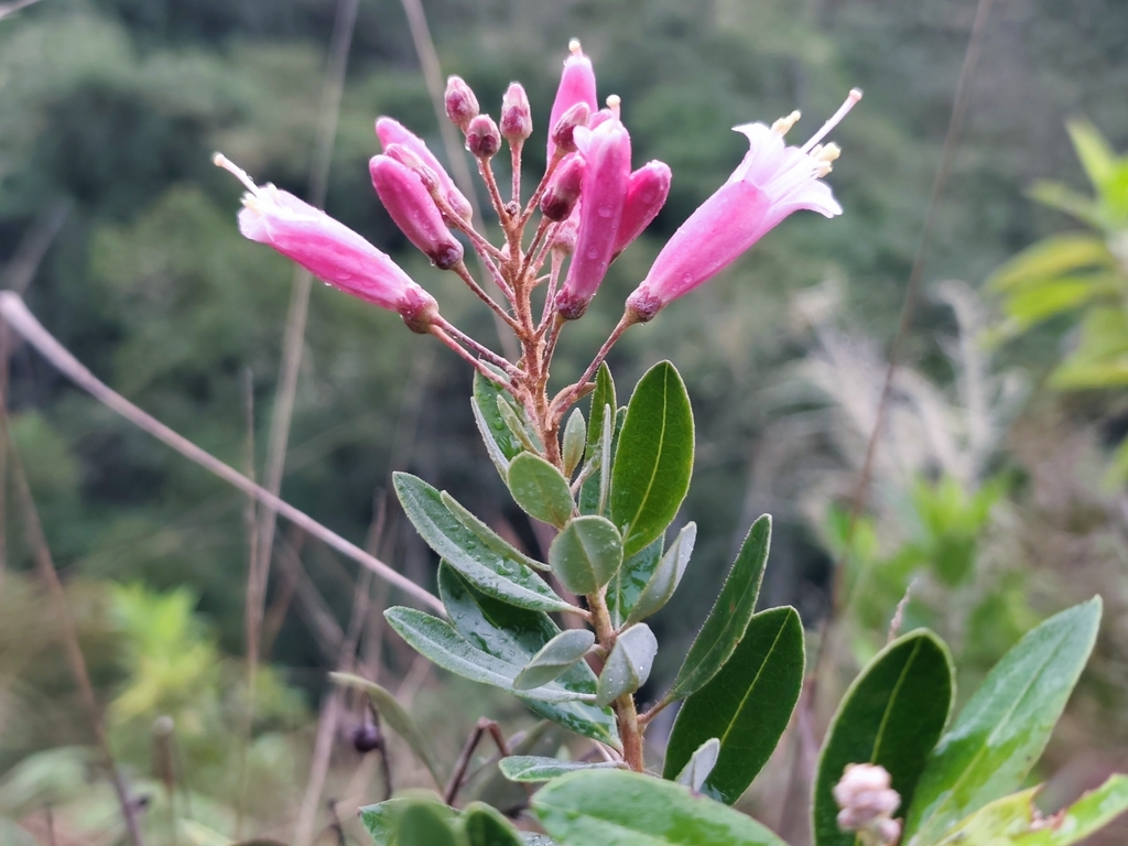 Bejaria sprucei