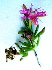 Carpobrotus deliciosus