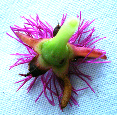 Carpobrotus deliciosus