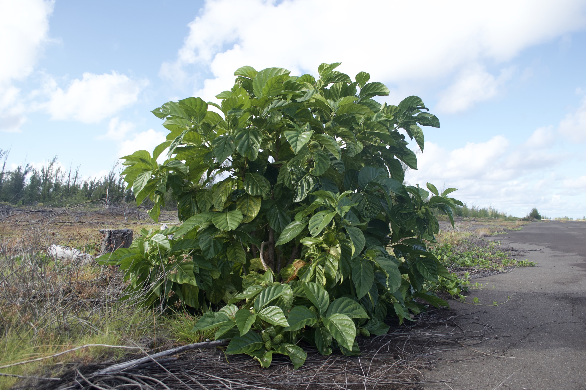 Noni (Morinda Citrifolia) è una pianta rampicante indigena