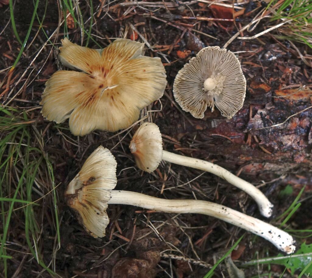 Pseudosperma himalayense