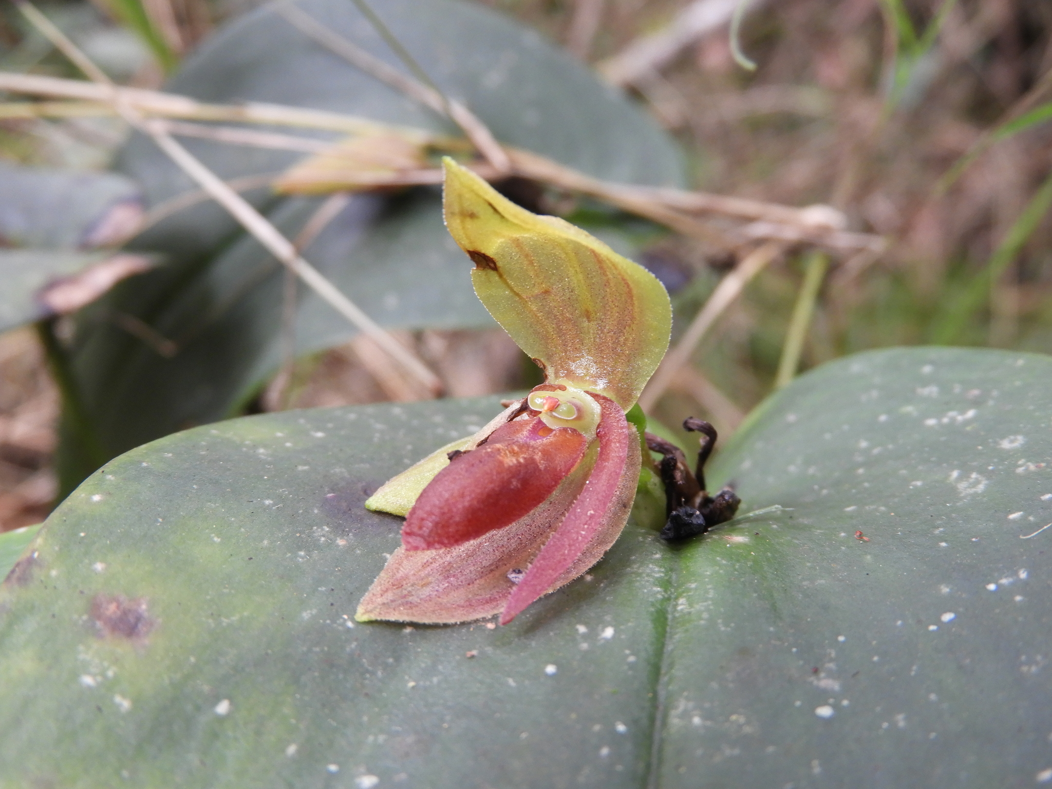 Pleurothallis adonis