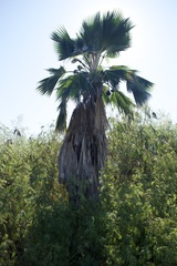 Pritchardia
