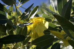 Tabebuia aurea