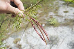 Desmanthus pernambucanus