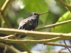 Saucerottia