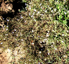 Chaenostoma campanulatum