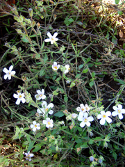 Chaenostoma campanulatum