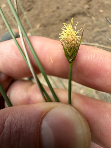 Carex aphylla (Carex aphylla)