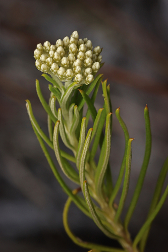 Cassinia complanata, photograph 1