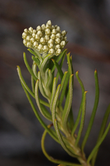 Cassinia complanata