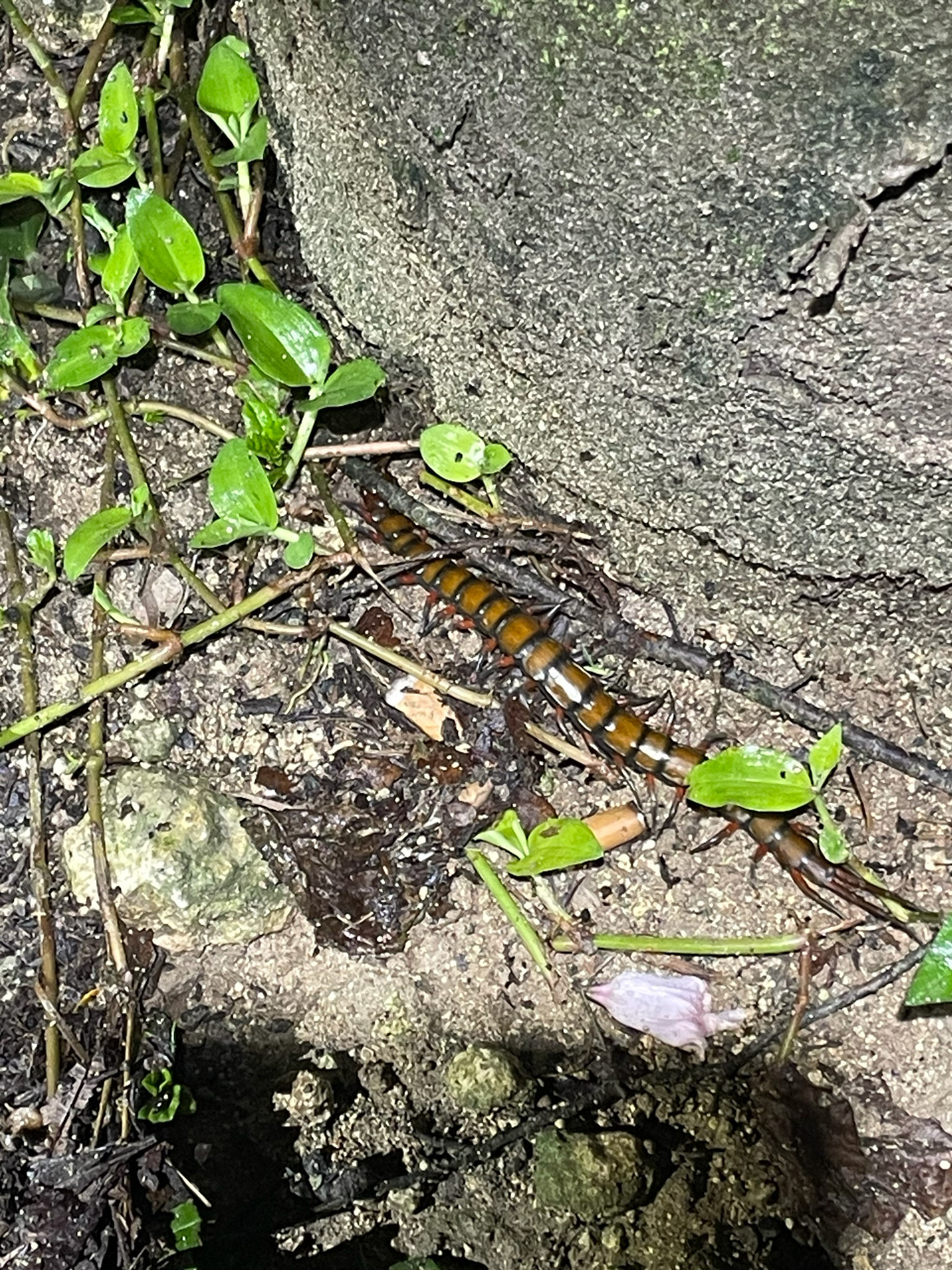 Scolopendra subspinipes Leach, 1815