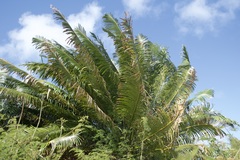 Cycas circinalis