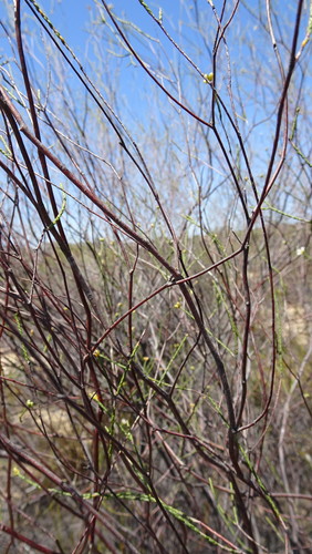 Image of Macrostylis cassiopoides by (c) Paul Emms, some rights reserved (CC BY-SA)