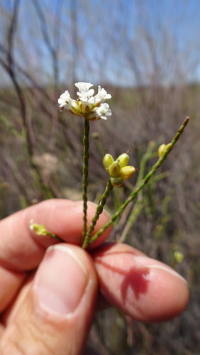 Image of Macrostylis cassiopoides by (c) Paul Emms, some rights reserved (CC BY-SA)