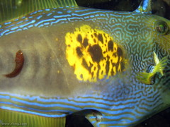 Cochleoceps orientalis