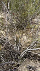 Muraltia scoparia