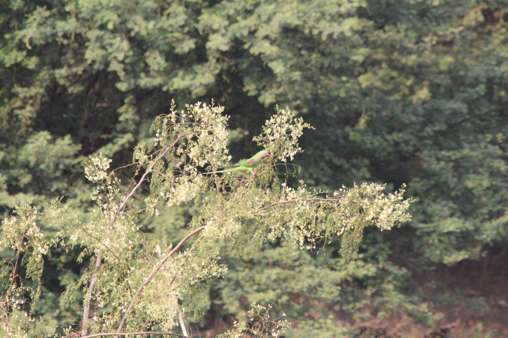 Alexandrine Parakeet (Psittacula eupatria), photo 5