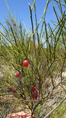 Muraltia scoparia