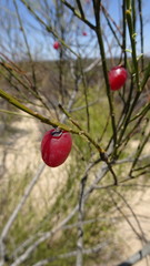 Muraltia scoparia