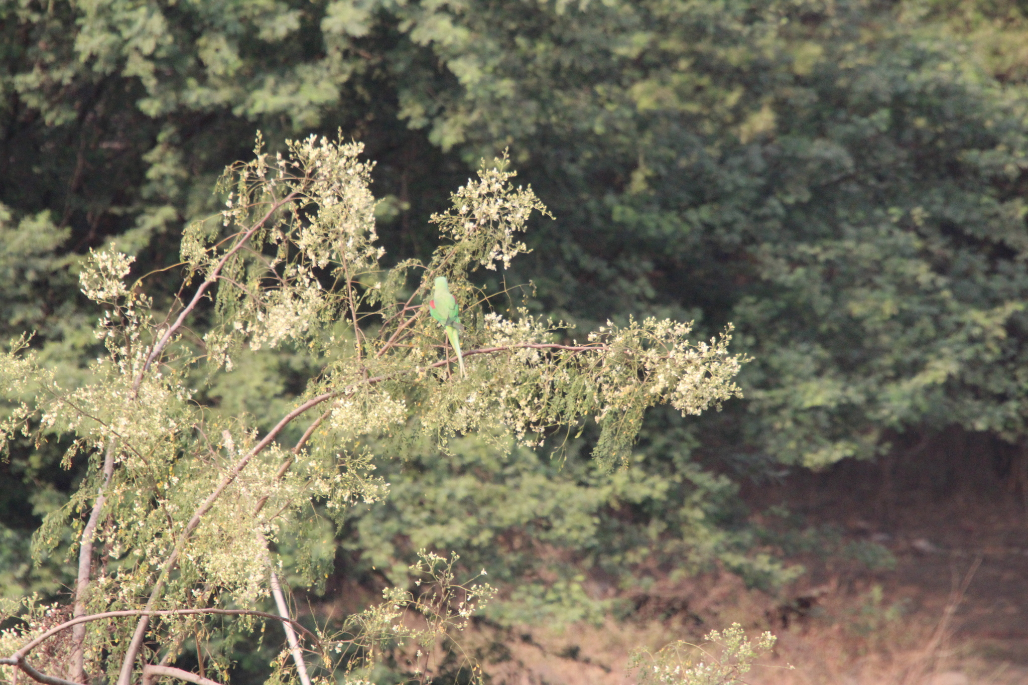 Alexandrine Parakeet (Psittacula eupatria), photo 6